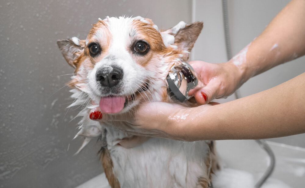How Long Does It Take To Become a Qualified Dog Groomer?