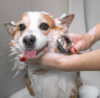 How Long Does It Take To Become a Qualified Dog Groomer?