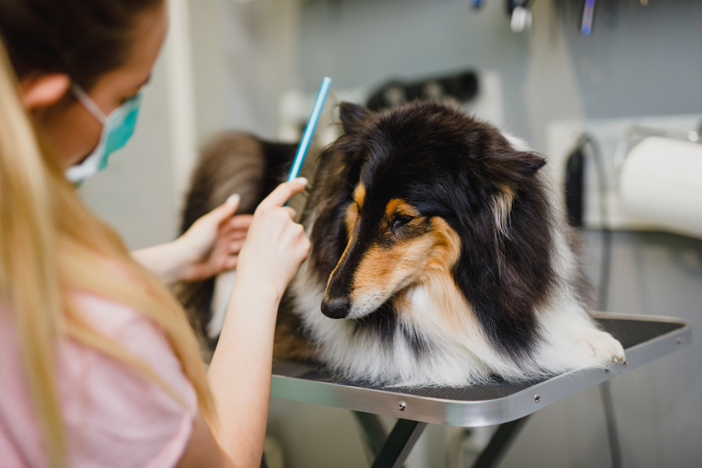 Do I Need the Level 4 Dog Grooming Diploma?