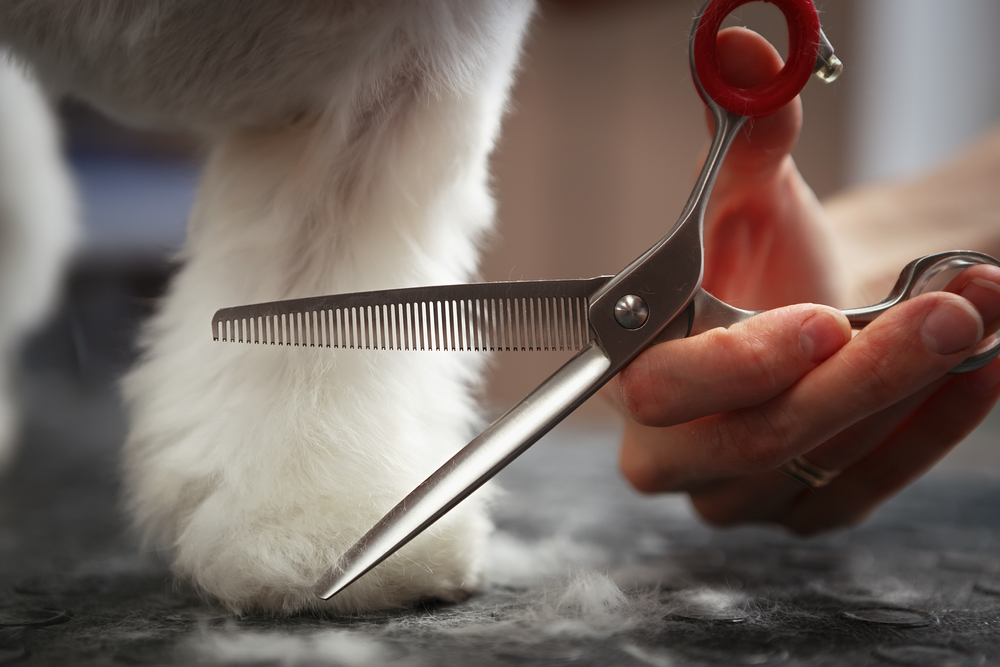 What Information Can the Dog Grooming Pricing Quiz Provide?
