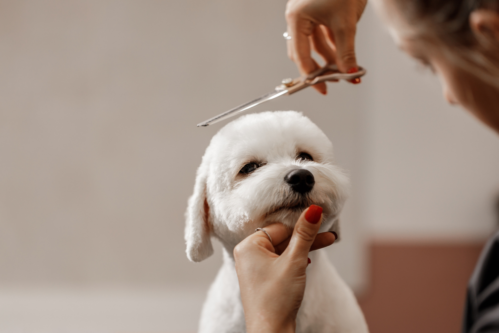 How long does it take to become a qualified dog groomer?