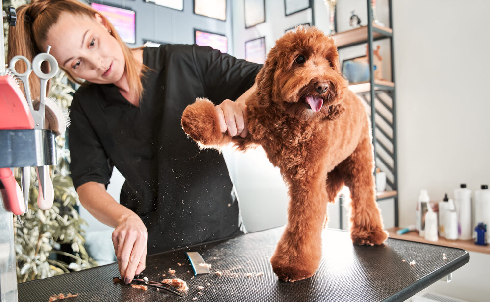 What Is Level 4 Dog Grooming?