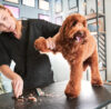 What Is Level 4 Dog Grooming?