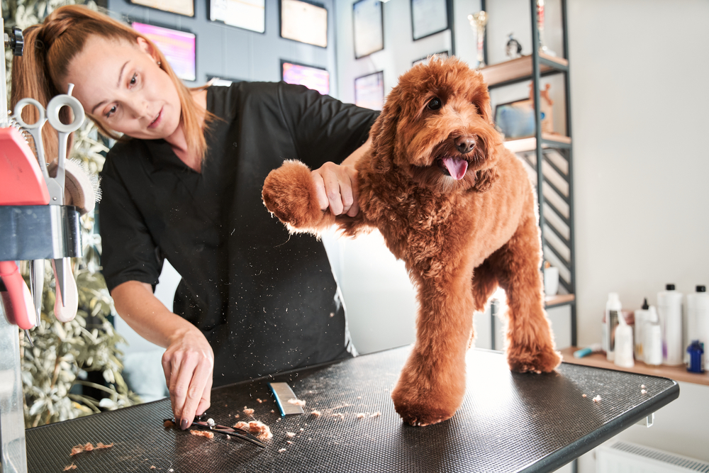 What Is Level 4 Dog Grooming It s All SAVVY