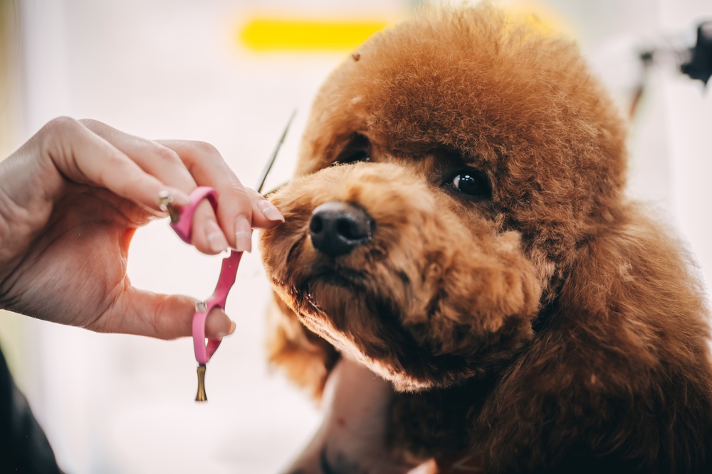 Start your Dog grooming journey today