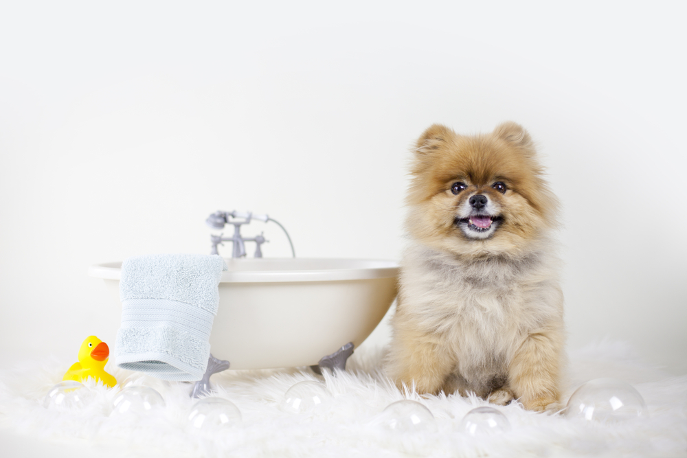 Start your Dog grooming business today