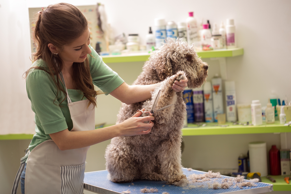 What is the best way to organise a dog grooming business?
