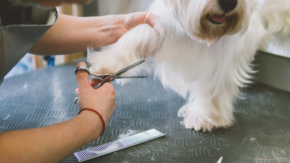 What is the need for dog grooming?