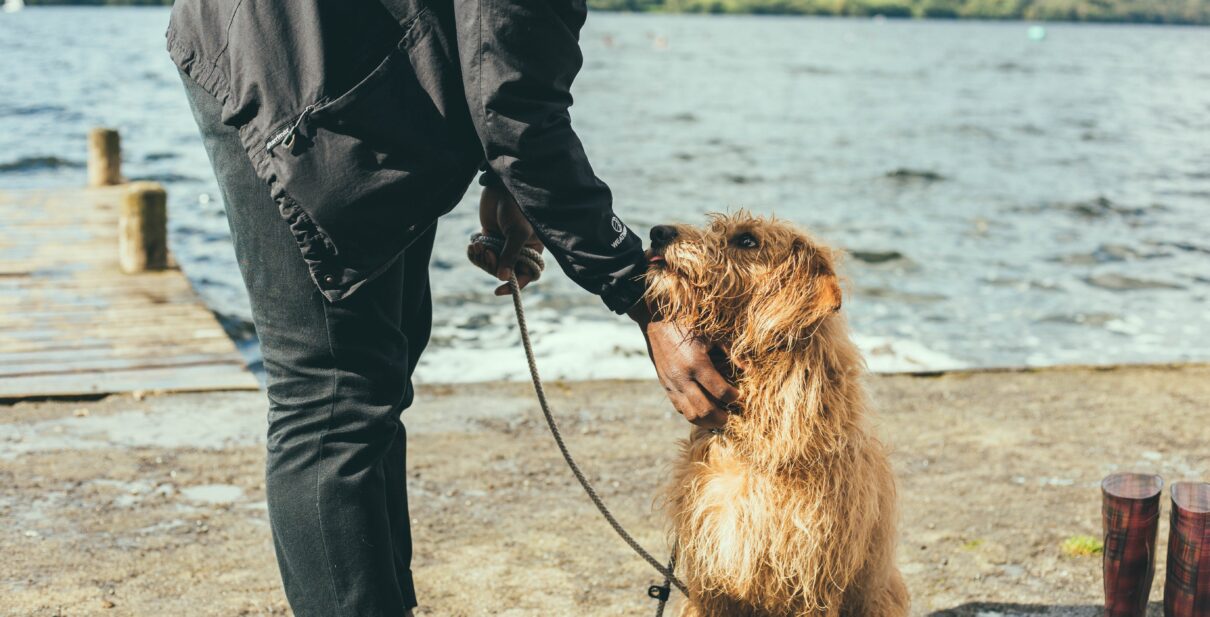 How Much Do Dog Walkers Charge per Hour UK?