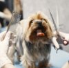 Is It Worth Starting a Dog Grooming Business?