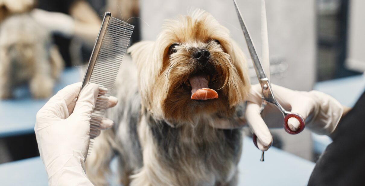 Is It Worth Starting a Dog Grooming Business?