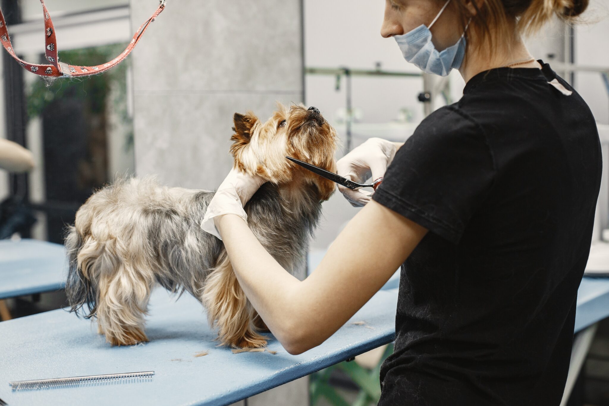 How Profitable is a Dog Grooming Business? It's All SAVVY