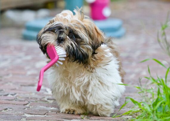 Is Dog Grooming a Good Side Hustle?