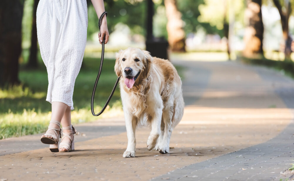 How Can I Get Paid for Dog Walking in the UK?