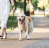 How Can I Get Paid for Dog Walking in the UK?