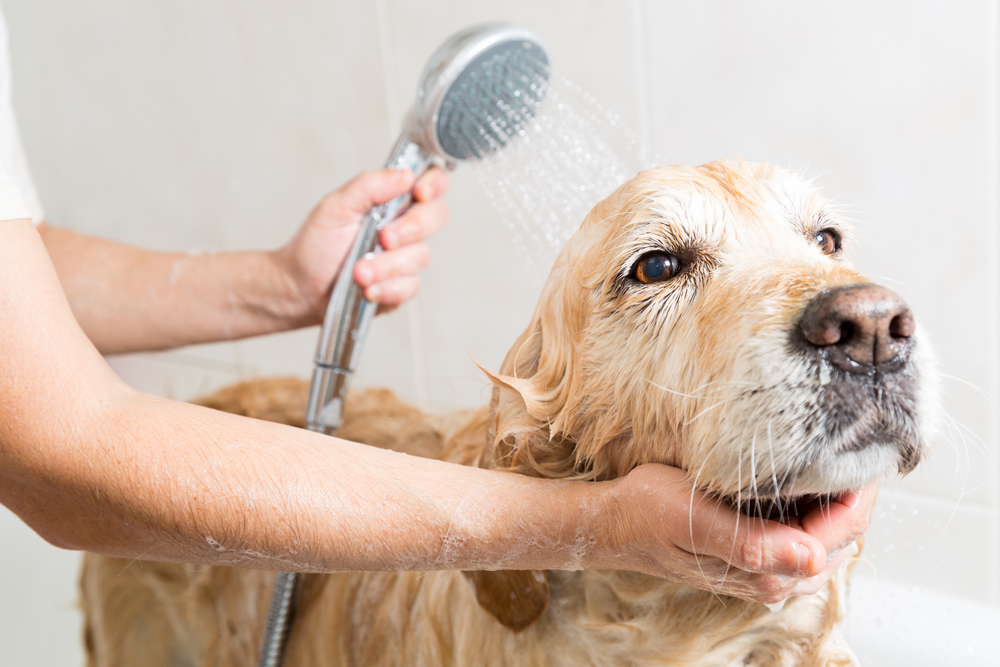 Why Dog Grooming?