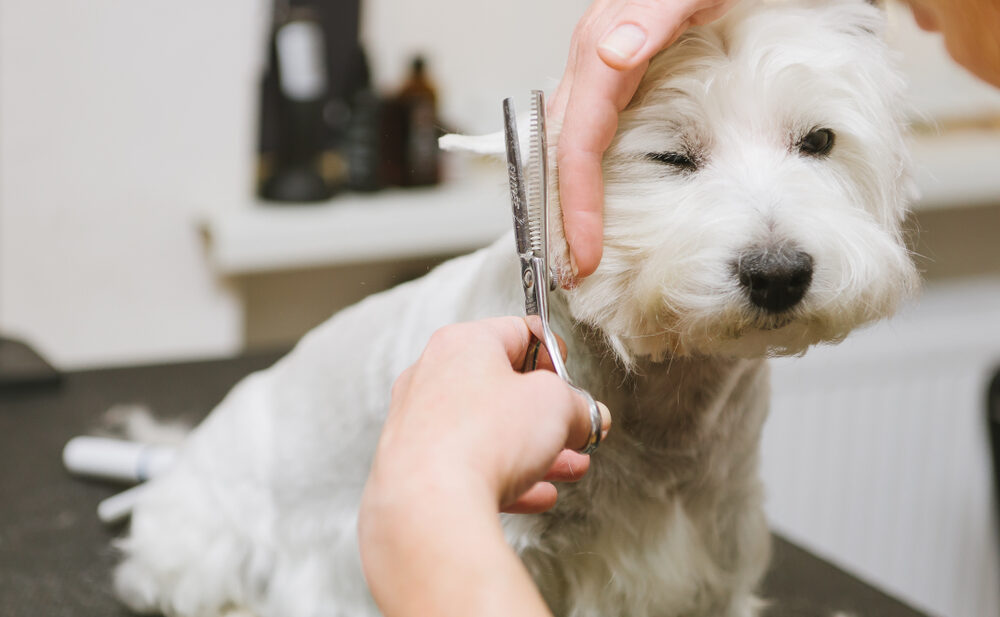 How Profitable is a Dog Grooming Business?