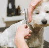 How Profitable is a Dog Grooming Business?