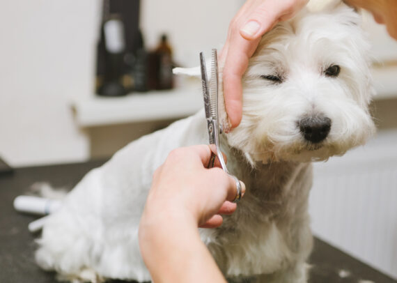 How Profitable is a Dog Grooming Business?