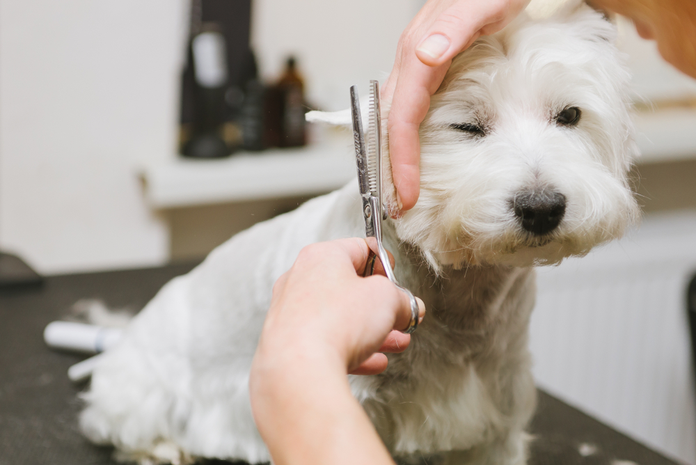 Why Should I Improve My Dog Grooming Business?