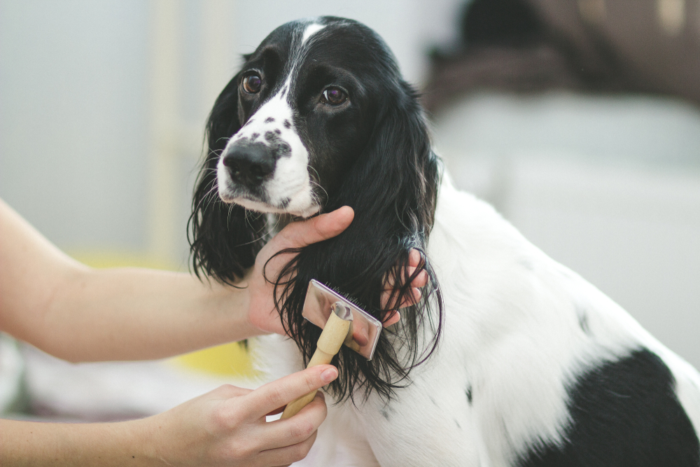 What do I need to be a self employed dog groomer?