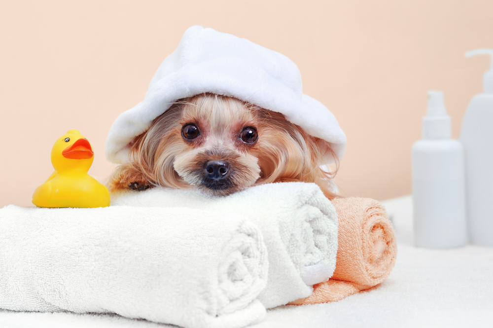 How to run a profitable dog grooming business