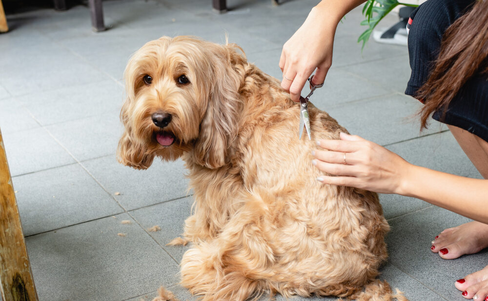 Is Pet Grooming a Good Side Hustle?