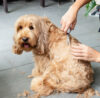 Is Pet Grooming a Good Side Hustle?