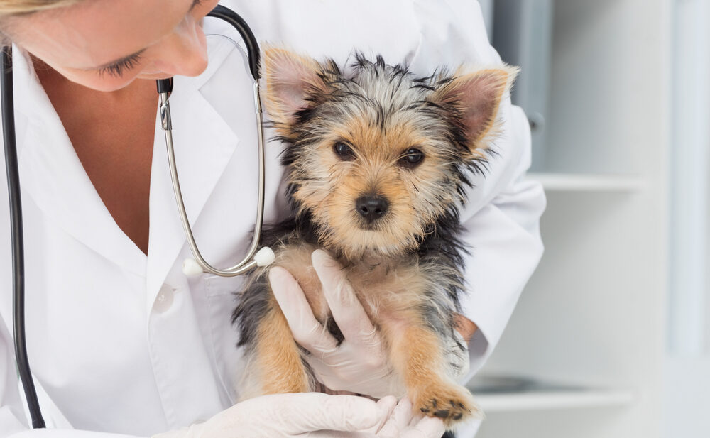 What Is Veterinary Software?
