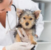 What Is Veterinary Software?