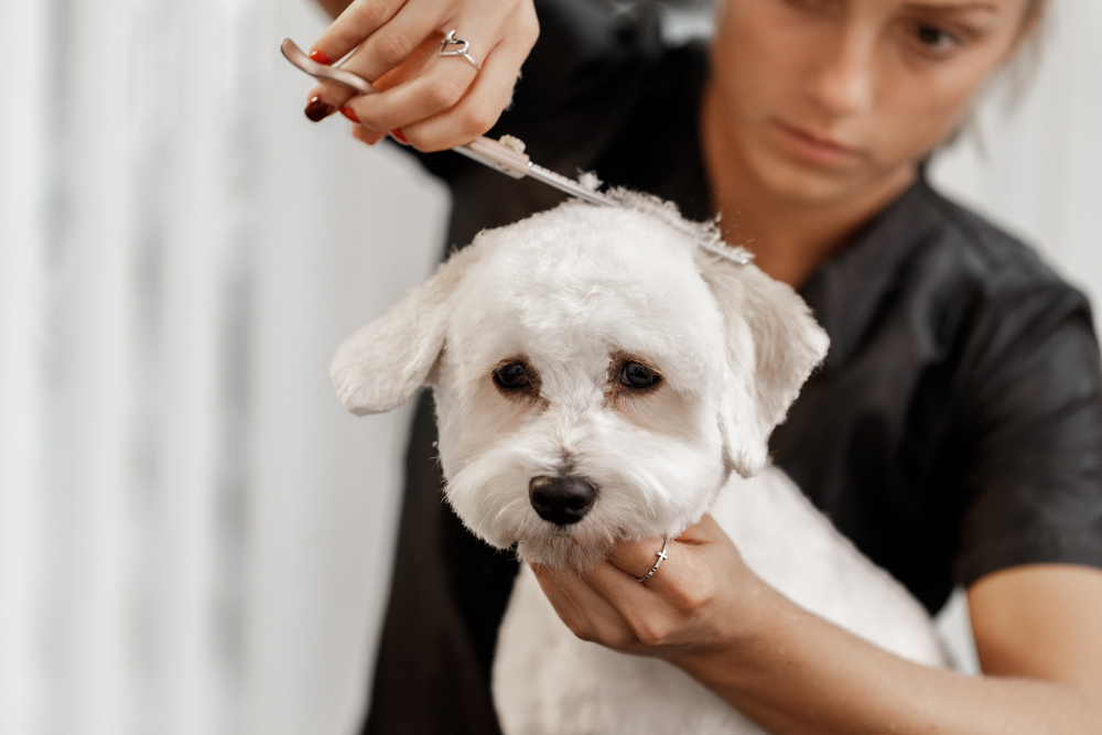 How Can Savvy Pet Spa Help With The Process?