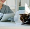 what computer software do vets use?