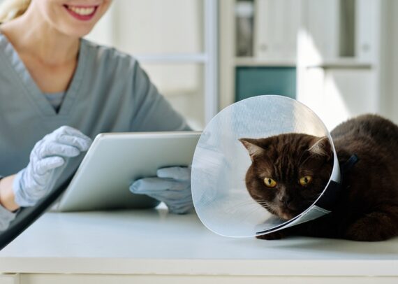 what computer software do vets use?
