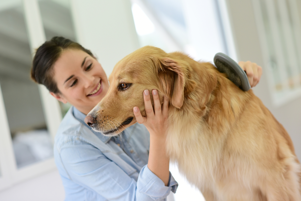 What Skills Do Pet Groomers Need?