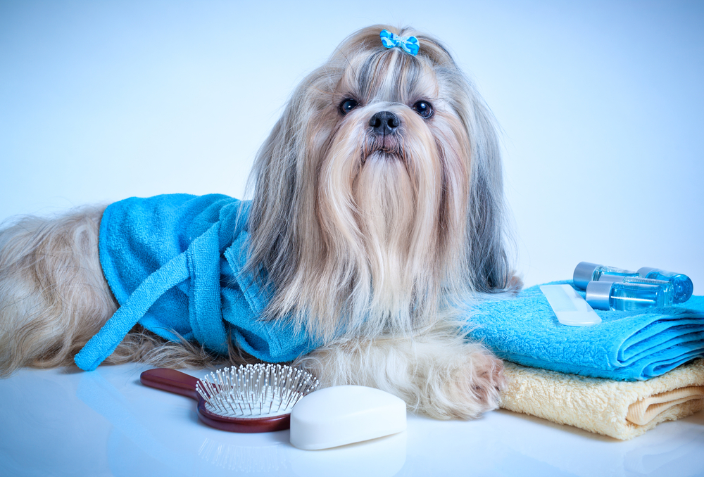 How Do You Groom a Dog Like a Pro? It's All SAVVY
