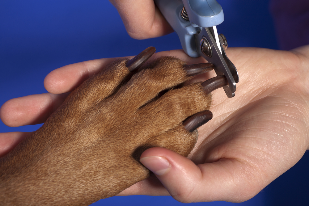 The solution for self employed dog groomers